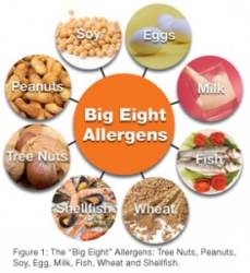 The big 8 allergies starting solids