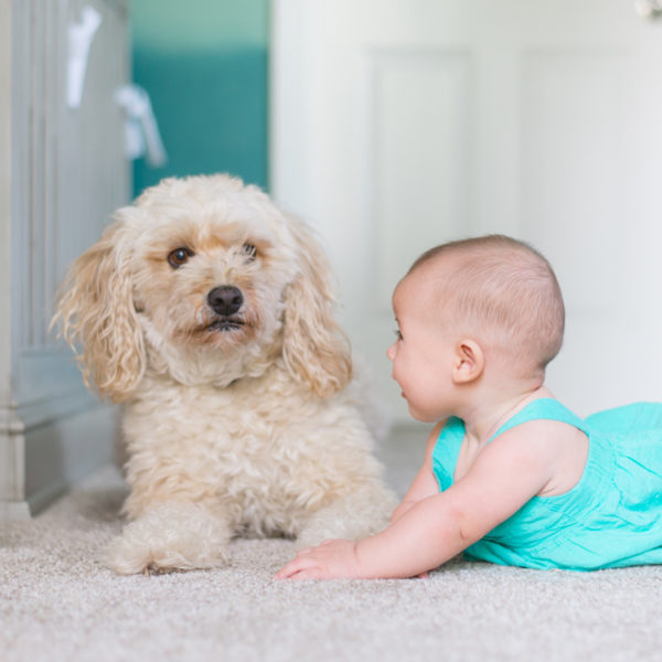 Pets and babies learn all about how to introduce your beloved pet to your newborn baby, and how