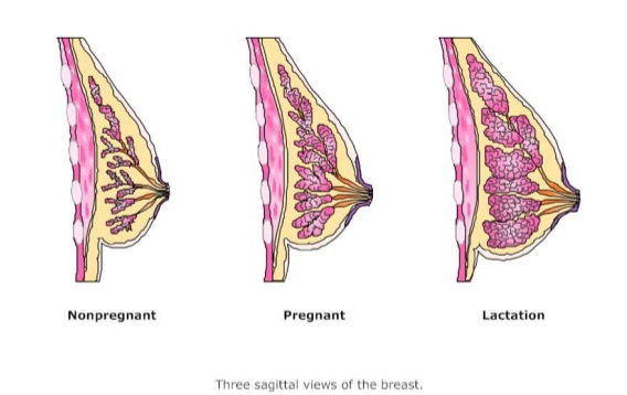 breast-views