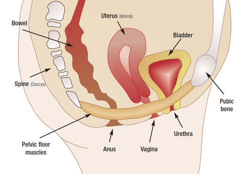 pelvic floor diagram