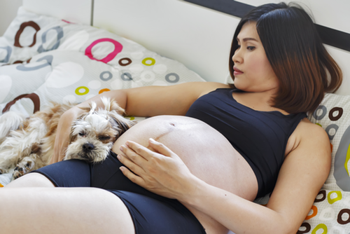 Pregnant Women with dog - preparing your dog for baby