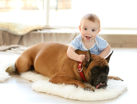 preparing your dog for baby - grabbing and tugging